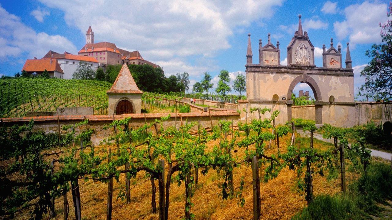 Виноградники на реке Дунай