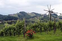 Познакомьтесь с винодельческими регионами Австрии